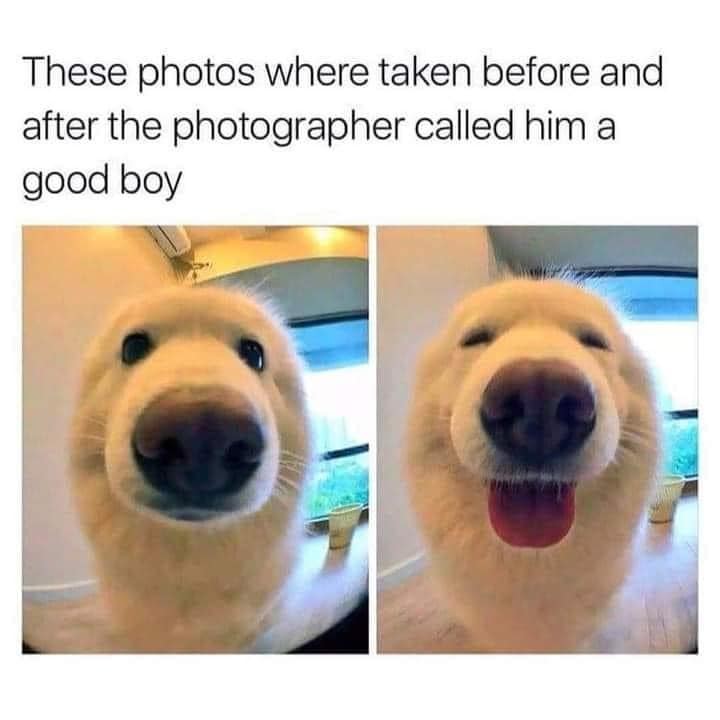 Good boy